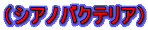 (シアノバクテリア)
